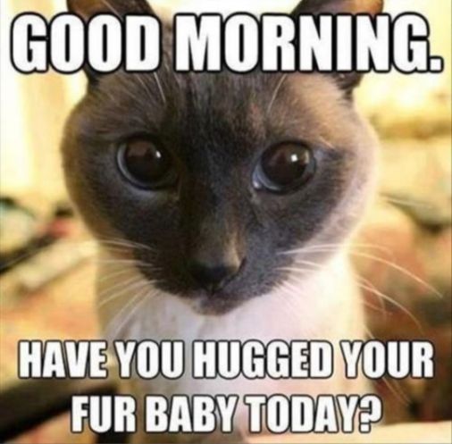 Good Morning Meme Gif | Messages | Happy Day Wishes